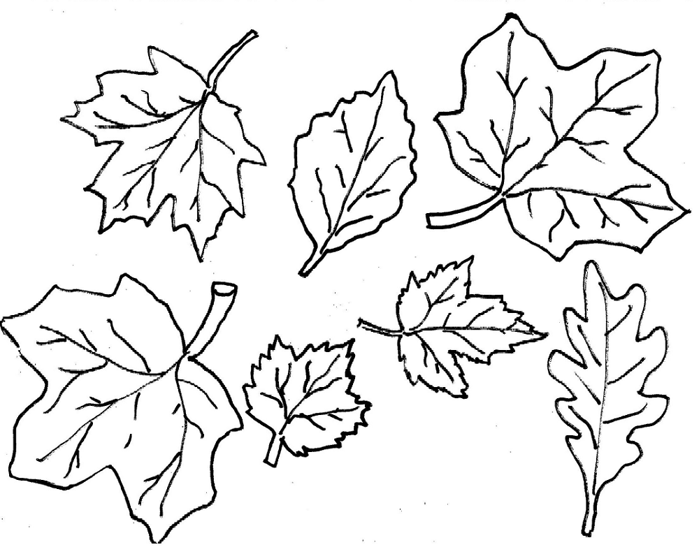 leaf coloring maple