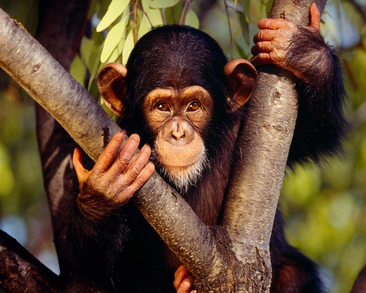images of monkeys cute