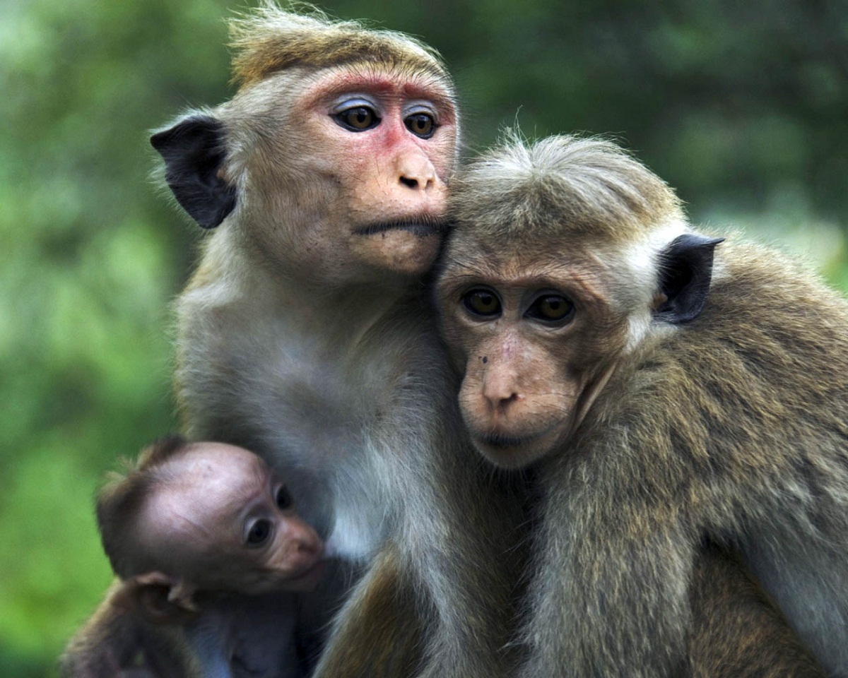 images of monkeys family