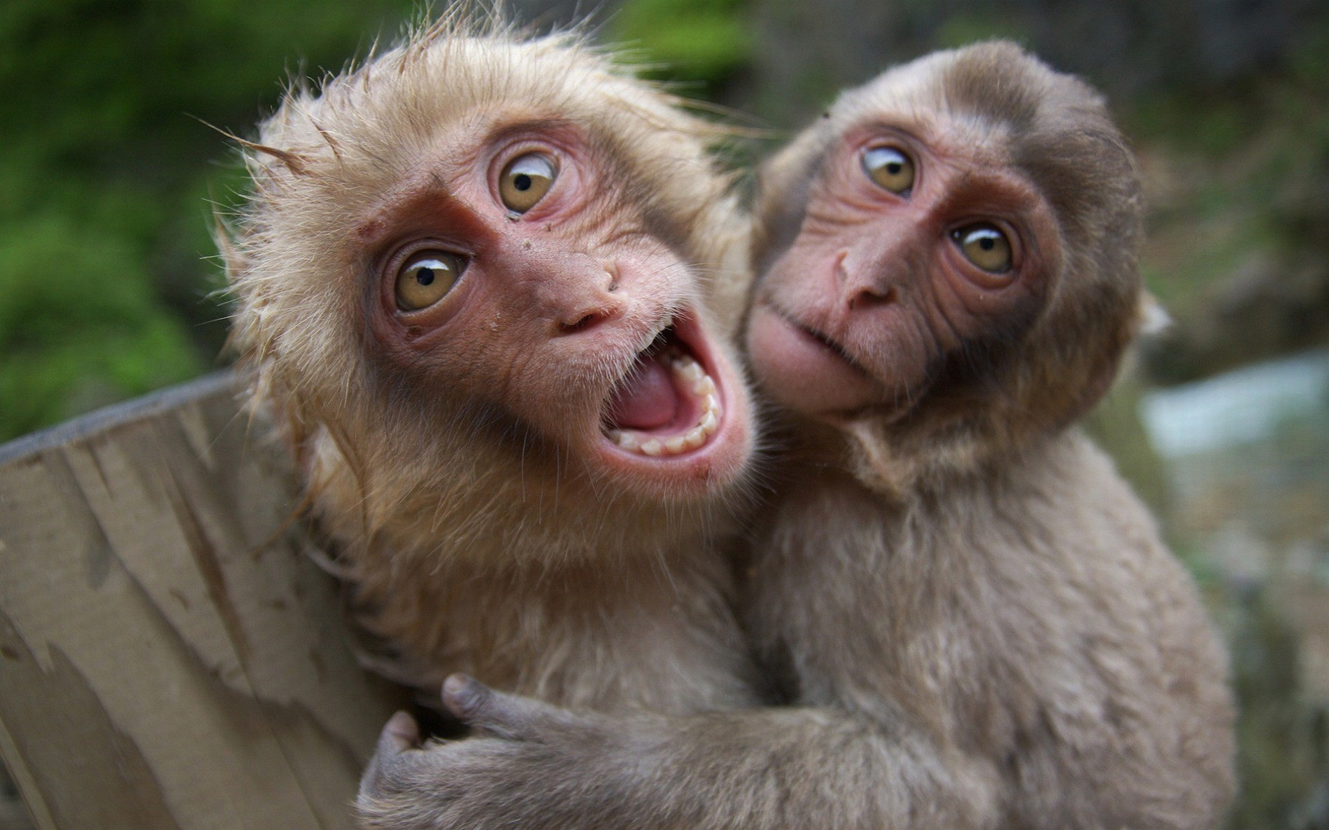 images of monkeys funny