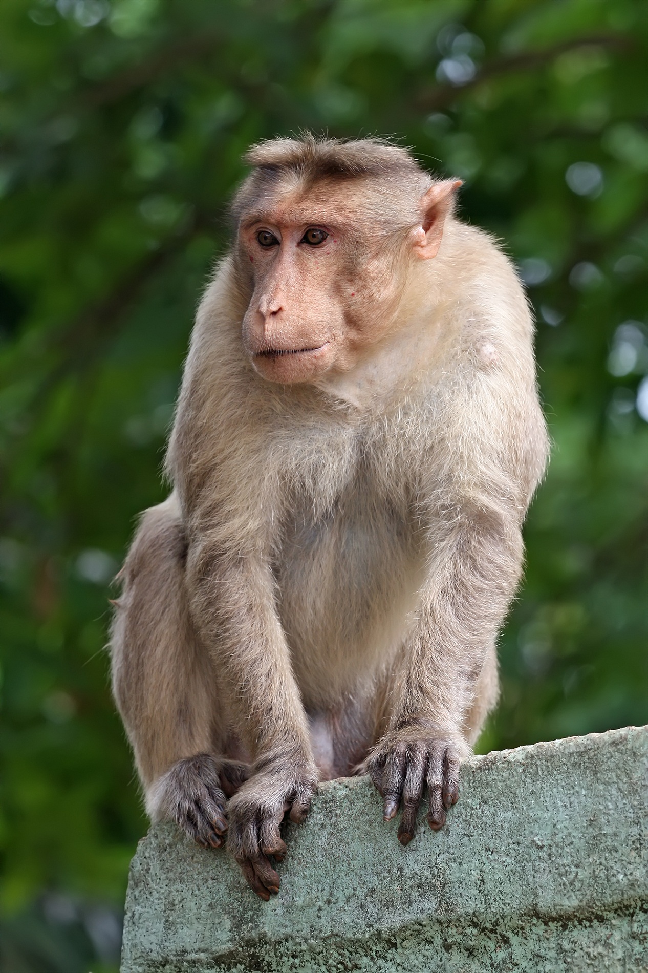 images of monkeys new