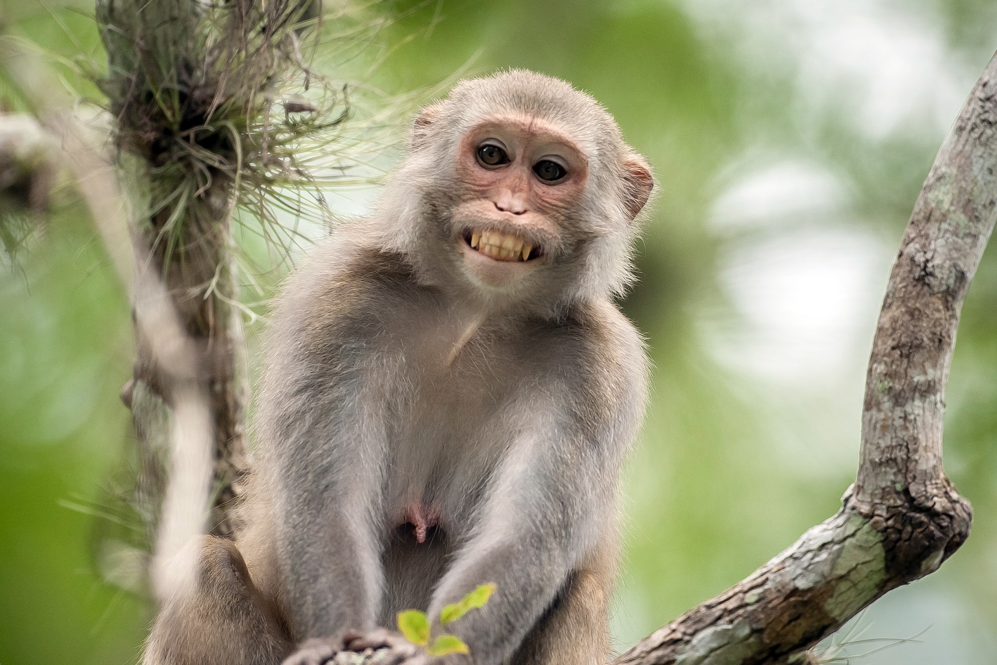images of monkeys smile