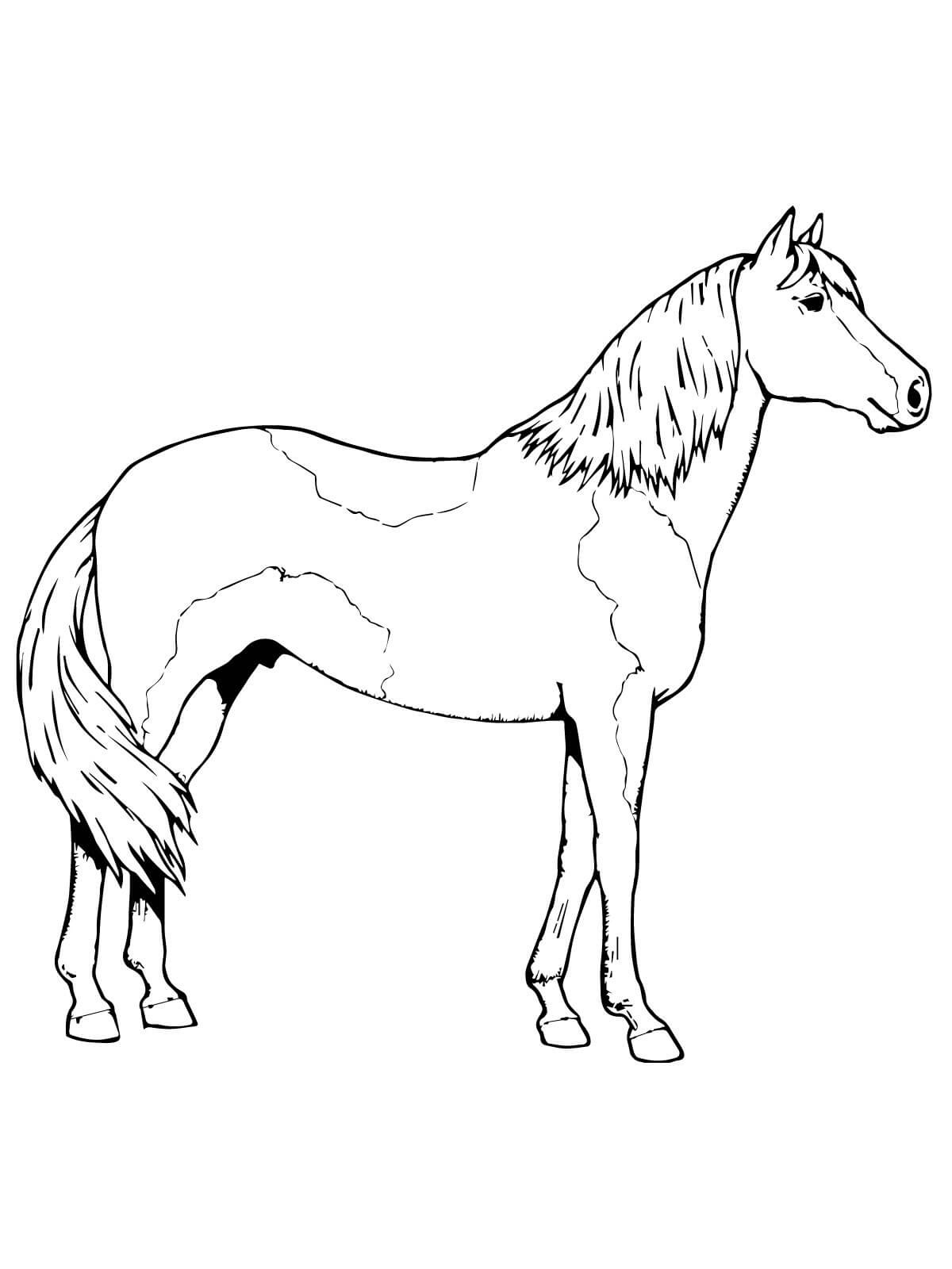 horse color sheet new