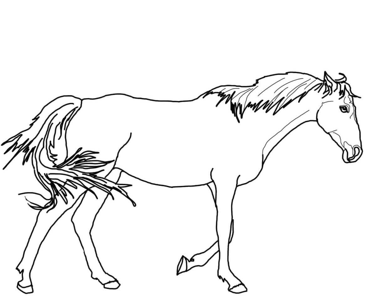 horse color sheet simple