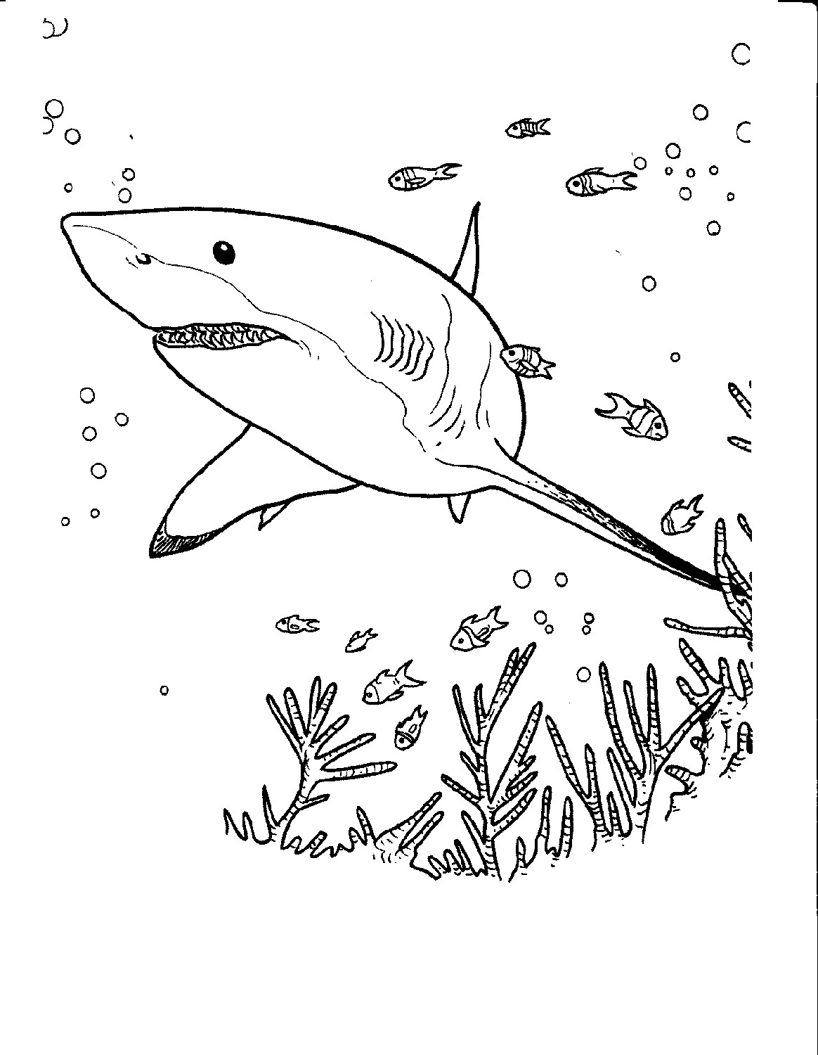 Free Shark Color Pages Activity Shelter Free Shark Color Pages Activity Shelter