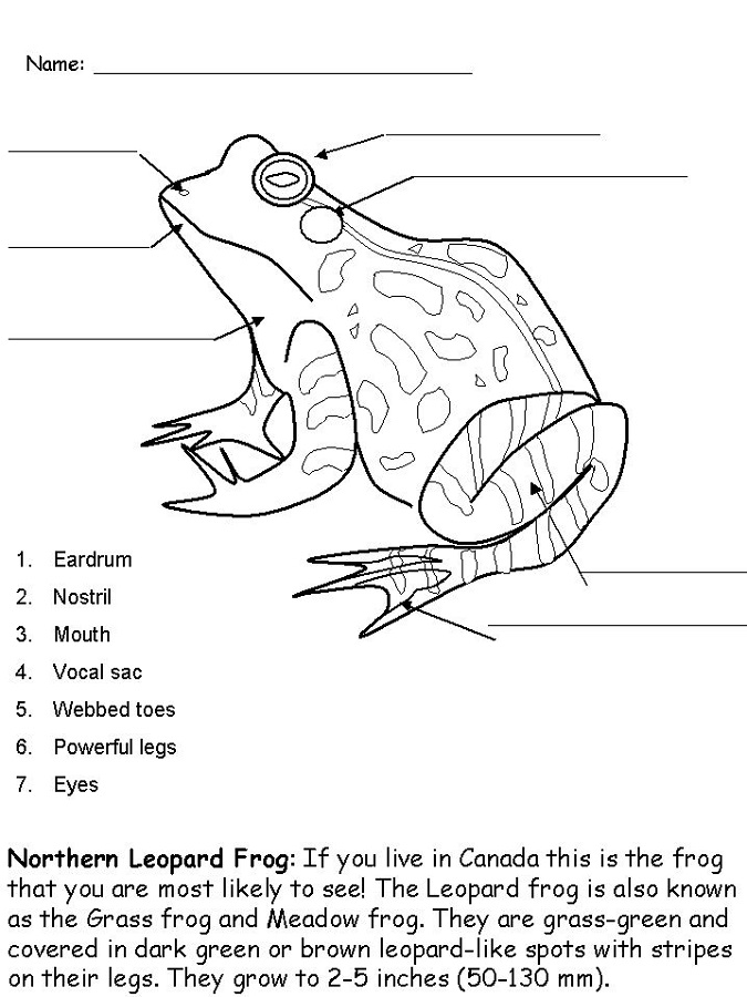 frog activities for kids learning