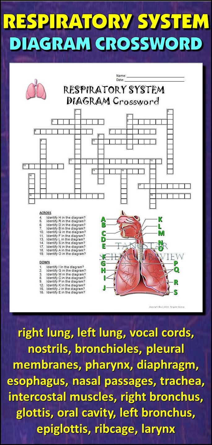 Respiratory System Crossword Puzzle | Activity Shelter