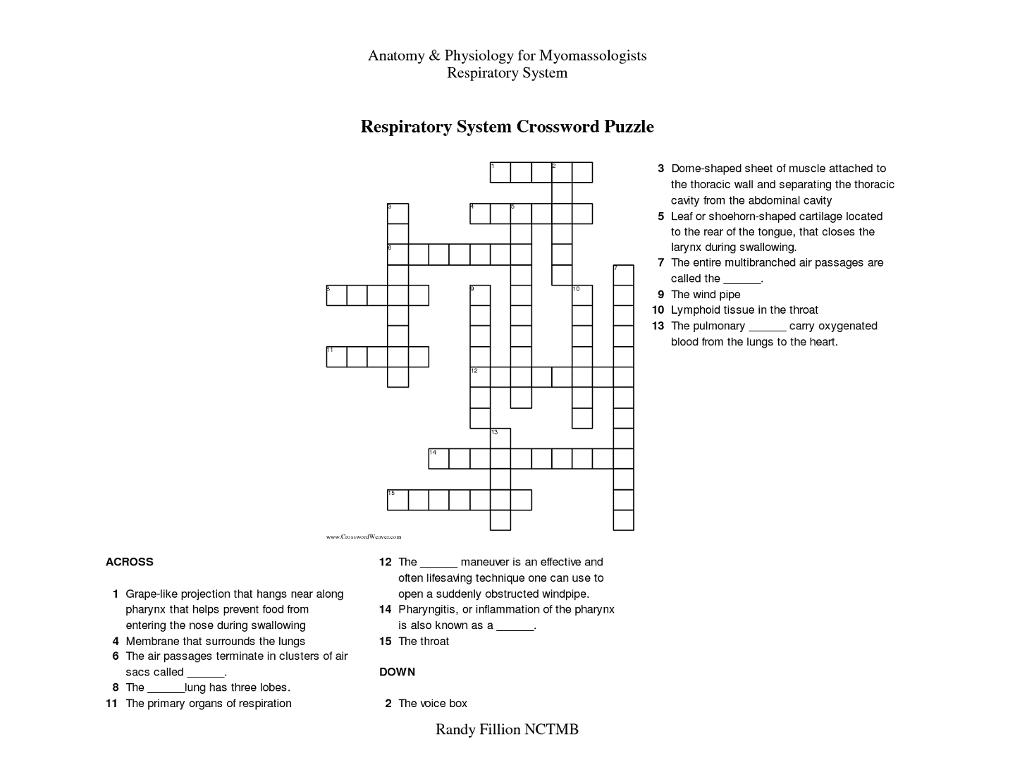 Respiratory System Crossword Puzzle | Activity Shelter