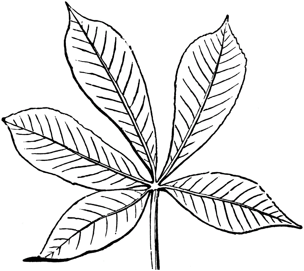 leaf coloring page 2016
