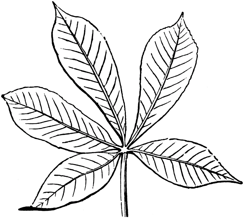 Leaf Coloring Pages for Preschool | Activity Shelter