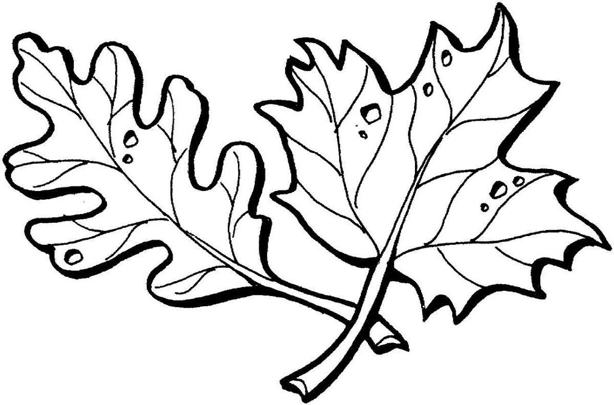 leaf coloring page maple