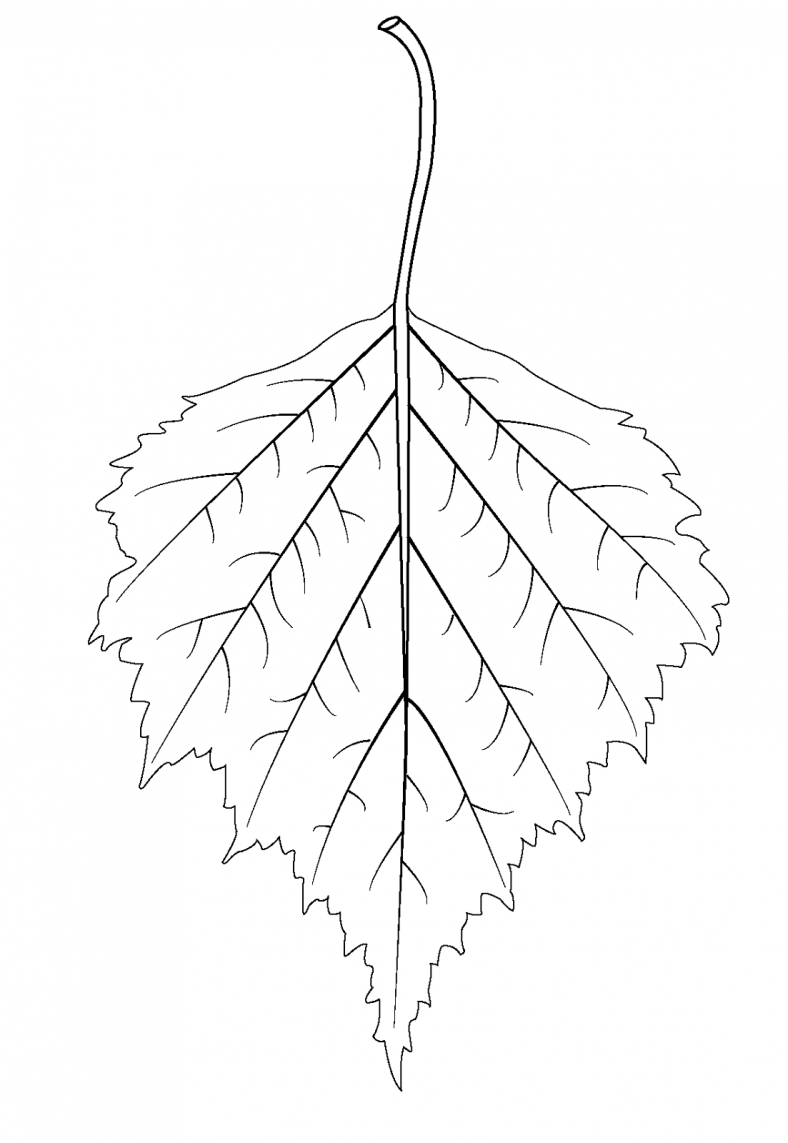 Leaf Coloring Pages Printable | Activity Shelter