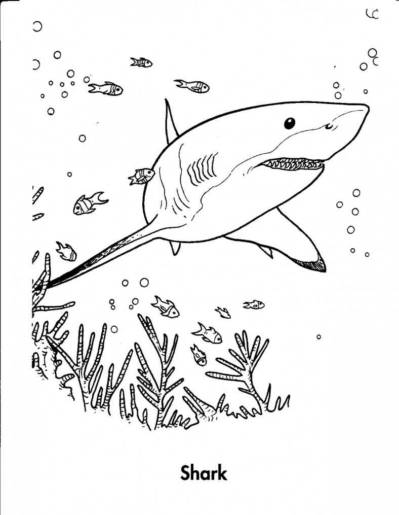 shark sheets for kids 2016