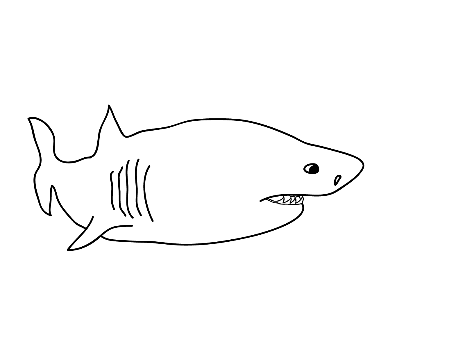 shark sheets for kids cartoon