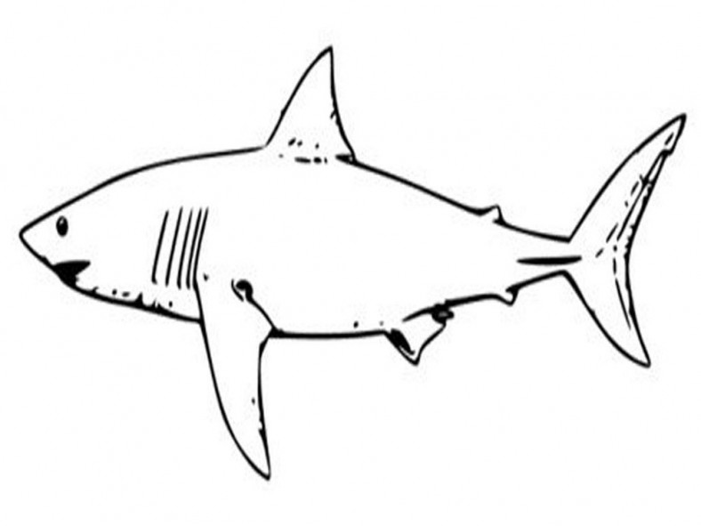 shark sheets for kids for coloring