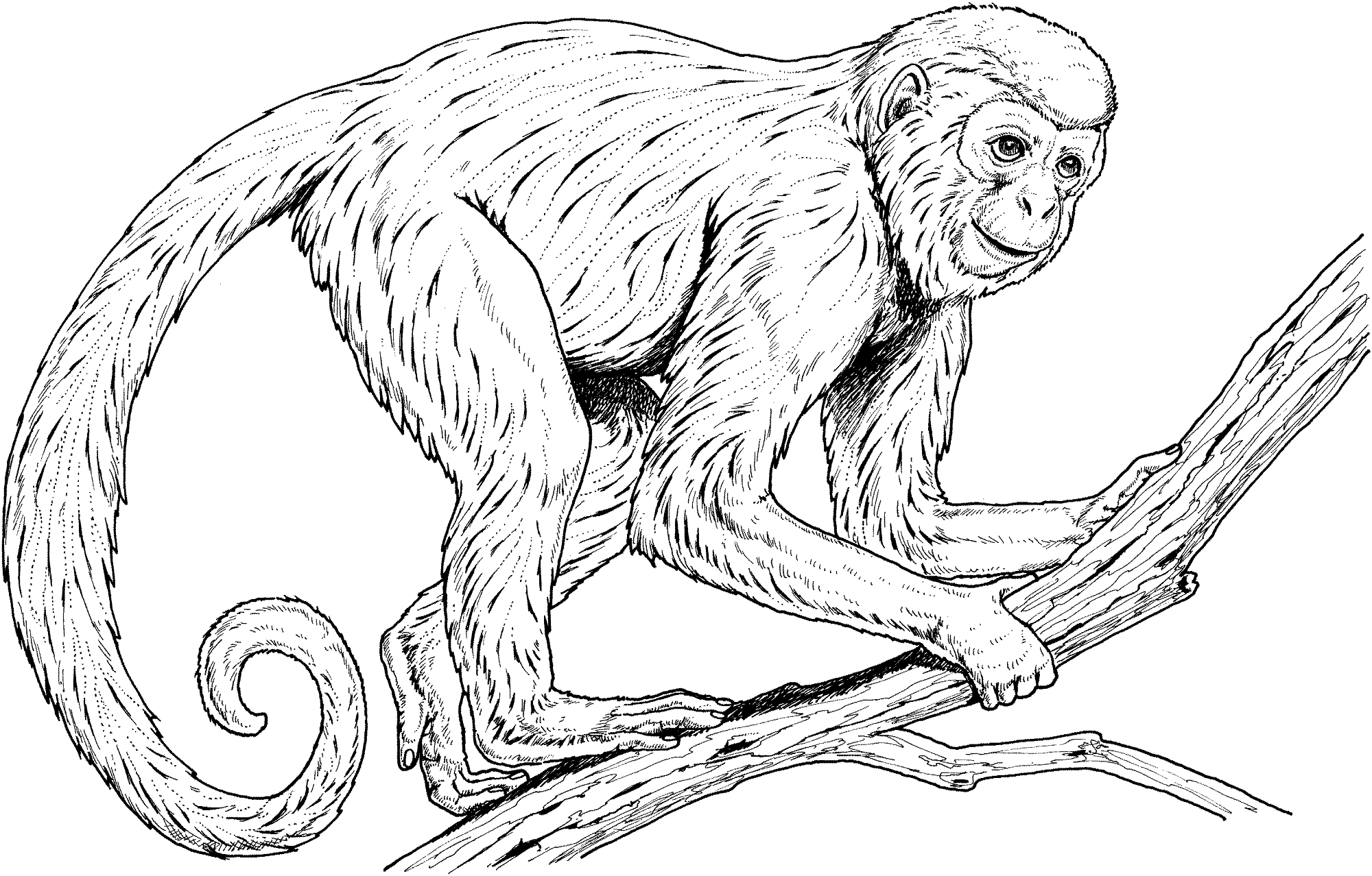 coloring pages of monkeys realistic