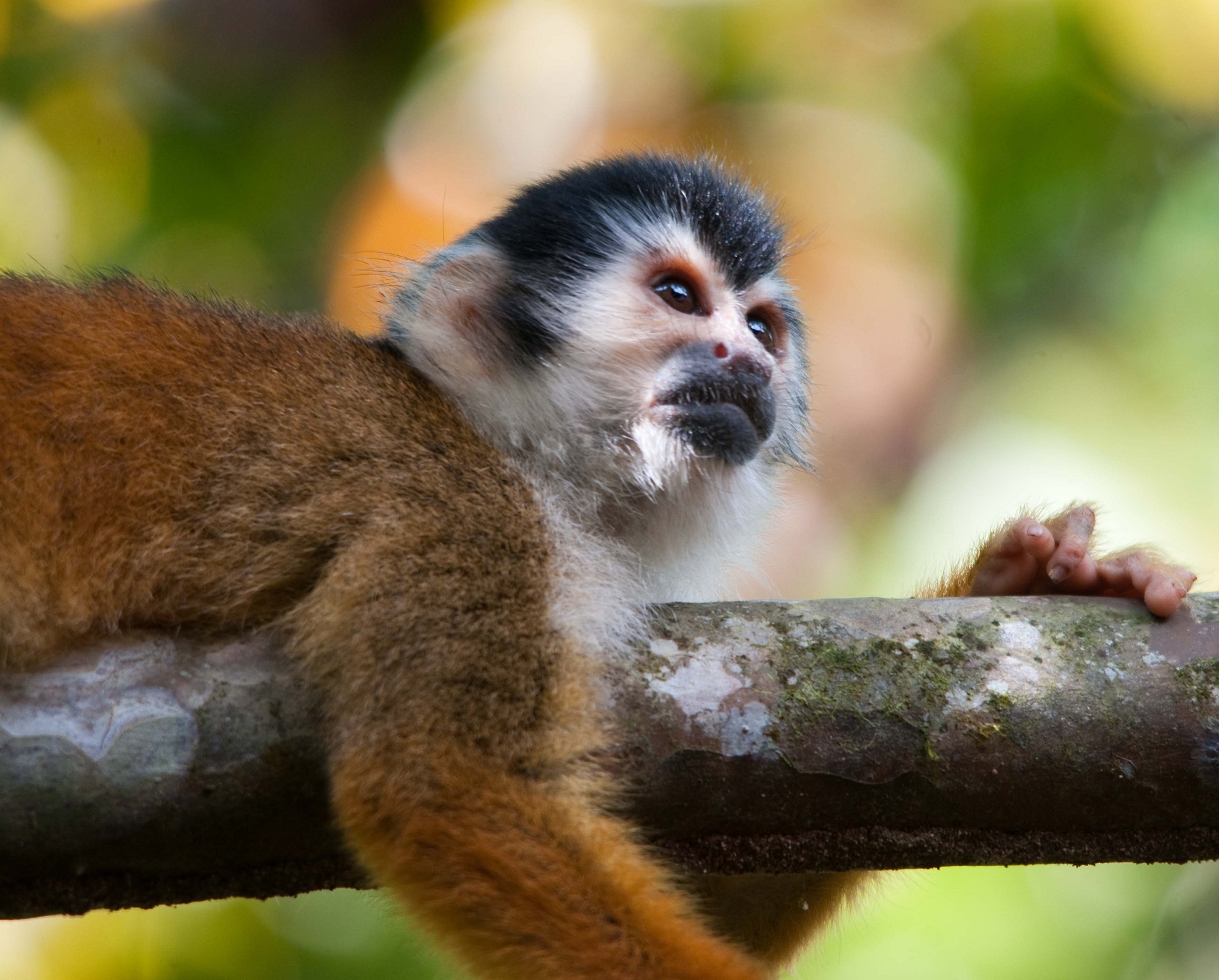 images of monkeys 2016