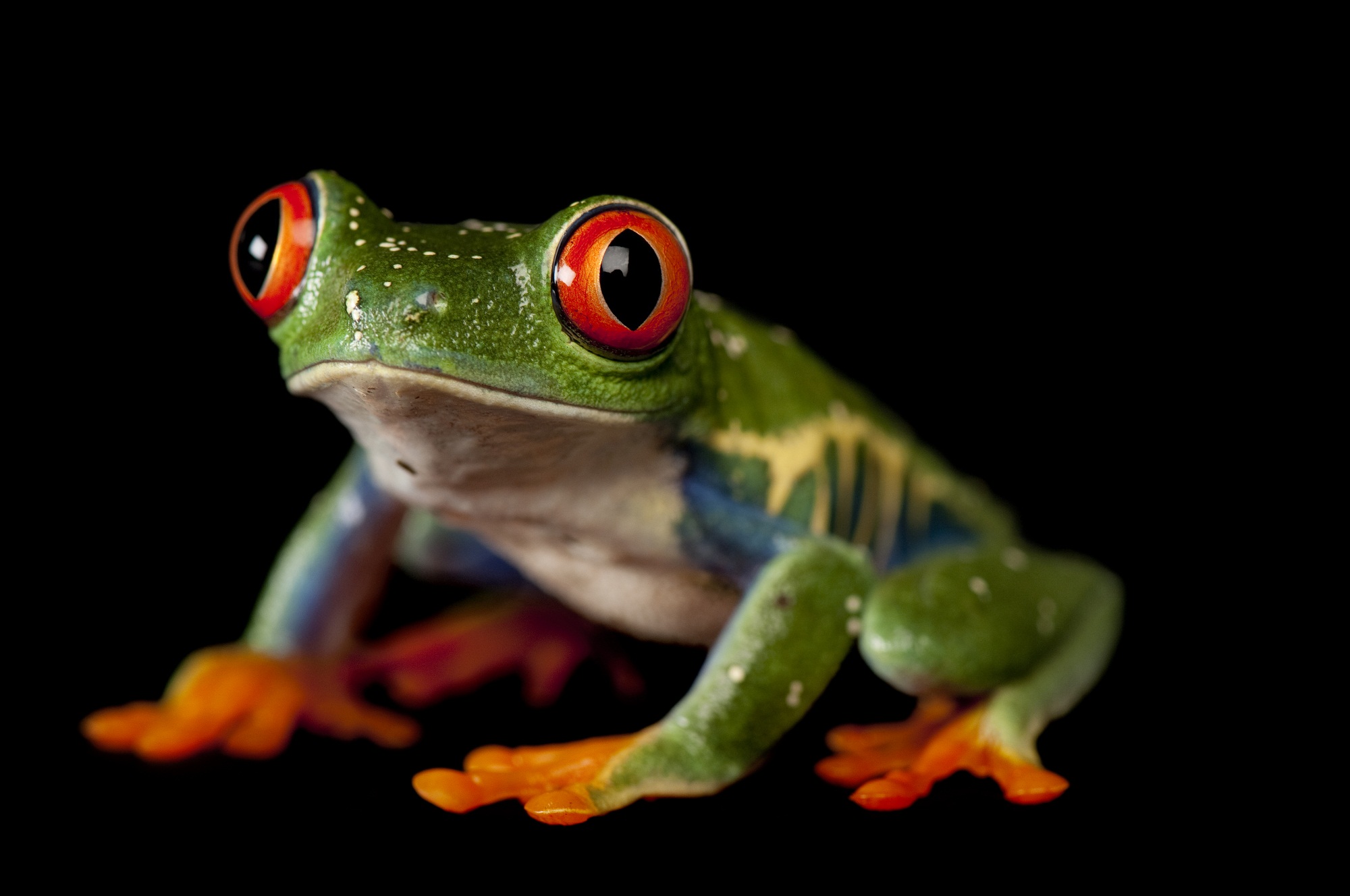 Free Pictures Of Amphibians Activity Shelter