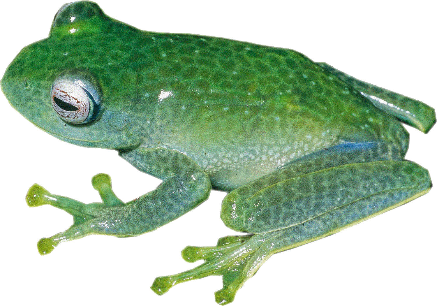amphibians-green