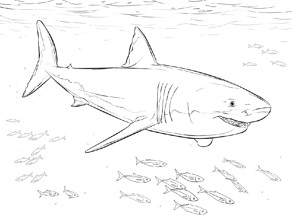 Grey Coloring Page