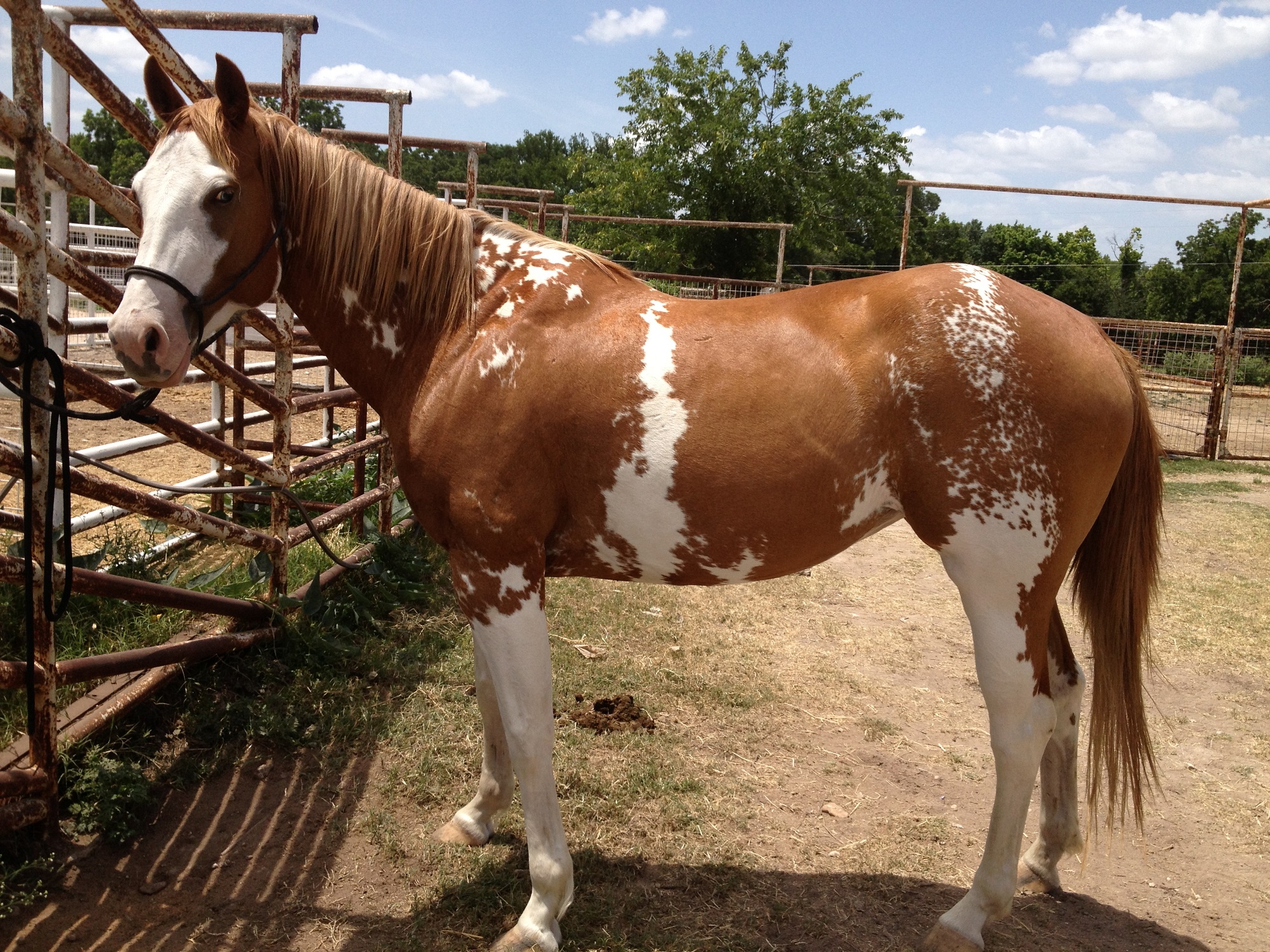 pictures-of-horse-for-kids-brown