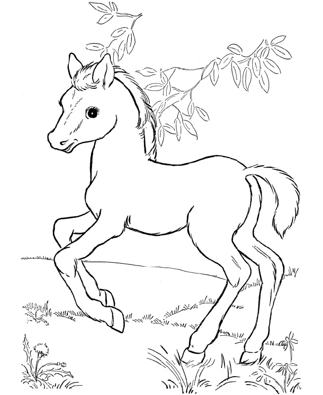 Download Free and Printable Horse Color Pictures | Activity Shelter