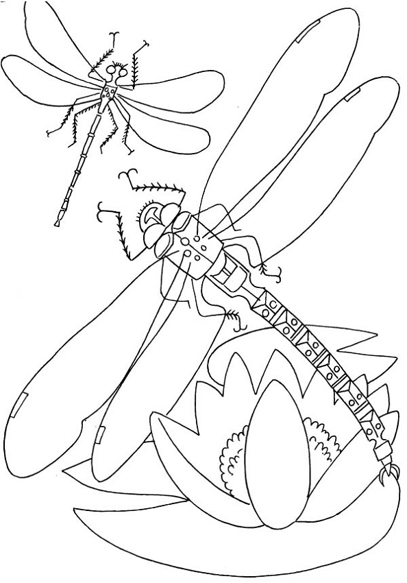 Coloring Page For Preschool Dragon Fly